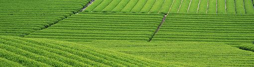 静岡県に多い正社員求人｜業種や職種