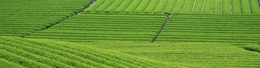 静岡県の郊外の特徴は?