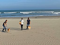 老犬ホーム&ペットホテル 九十九里パーク 老犬ホーム&ペットホテル 九十九里パーク