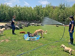 老犬ホーム&ペットホテル 九十九里パーク 老犬ホーム&ペットホテル 九十九里パーク