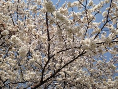桜歯科 桜歯科