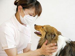 東京都足立区 ペットショップ 動物病院 トリマーのバイト アルバイト パート求人情報 クリエイトバイト