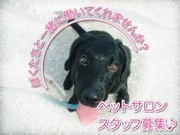 Dog Cat Dear トリマー トレーナー の転職 正社員求人 Rec002920013 クリエイト転職