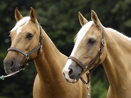 乗馬クラブ クレイン仙台泉パークタウン 乗馬クラブ クレイン仙台泉パークタウン