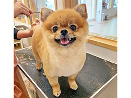 WIYNペット 本店・京都祇園店 WIYNペット 本店・京都祇園店
