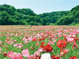 くりはま花の国 くりはま花の国