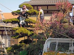 有限会社 成瀬杉井植木 有限会社 成瀬杉井植木