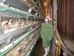 株式会社 肥後ポートリー 株式会社 肥後ポートリー