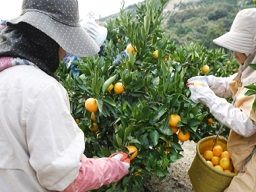 JAみっかびアグリワーク (無料職業紹介所) JAみっかびアグリワーク (無料職業紹介所)