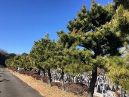 西武造園株式会社 川崎市営霊園パートナーズ 西武造園株式会社 川崎市営霊園パートナーズ