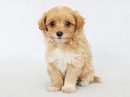 株式会社 愛犬ハウスセキノ 株式会社 愛犬ハウスセキノ