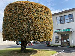三和食鶏グループ 株式会社 三和食鶏(サンワショクケイ) 三和食鶏グループ 株式会社 三和食鶏(サンワショクケイ)