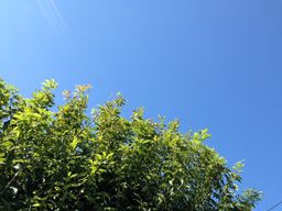 有限会社 阪口造園 有限会社 阪口造園