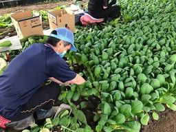 株式会社 菜果野アグリ福岡 株式会社 菜果野アグリ福岡