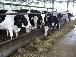 農業生産法人 有限会社若林牧場 農業生産法人 有限会社若林牧場