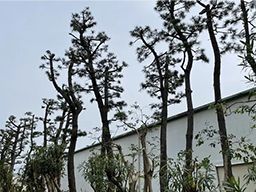 株式会社 和庭園 株式会社 和庭園