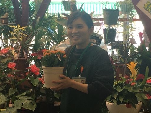タイヨー花卉センター タイヨー花卉センター