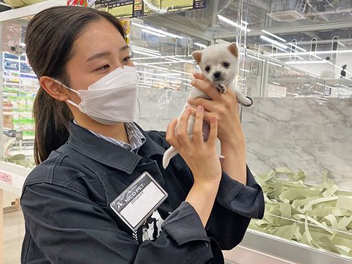 株式会社 アニマール 株式会社 アニマール