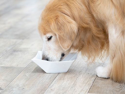 愛犬みちしるべ 株式会社