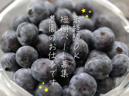 今年もブルーベリーの季節がやってきました 今年もブルーベリーの季節がやってきました