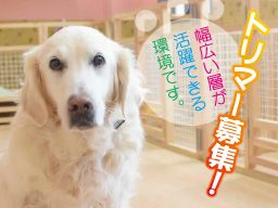 ワンにゃんハウス・オレンジ