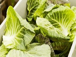 株式会社サラダクラブ（キユーピーグループ）