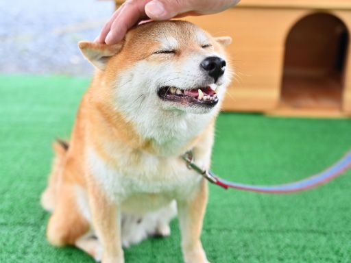 株式会社コミット 株式会社コミット