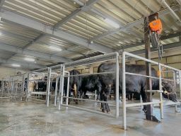 水戸ミートセンター株式会社/【食肉加工工場の牛の誘導、荷受け業務】未経験歓迎