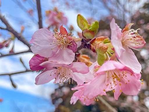 医療法人 芳仁会　海村医院本院・分院