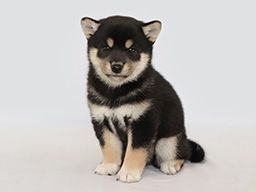 株式会社　愛犬ハウスセキノ