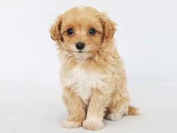 株式会社　愛犬ハウスセキノ