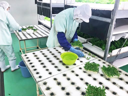 株式会社野菜工房　福井南越前工場