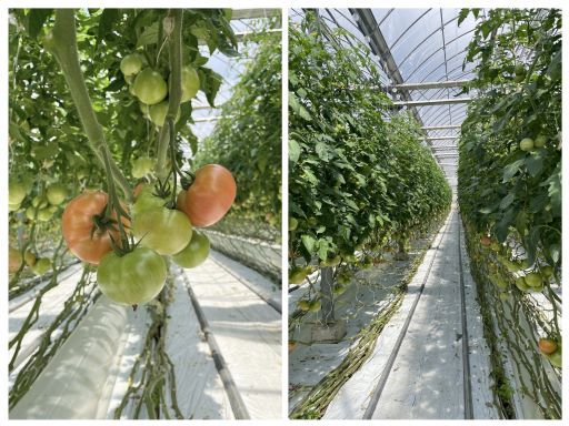 松本トマト農園