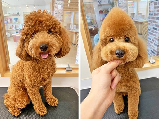 WIYNペット 雄琴本店・ブランチ大津京店