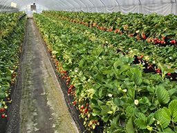 あきらいちご園