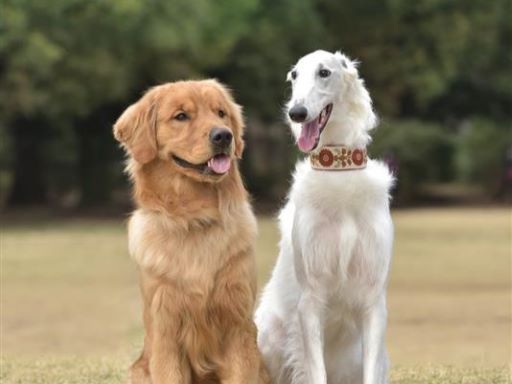 にしむら犬猫病院