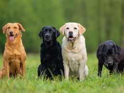 ドギーフーズ株式会社