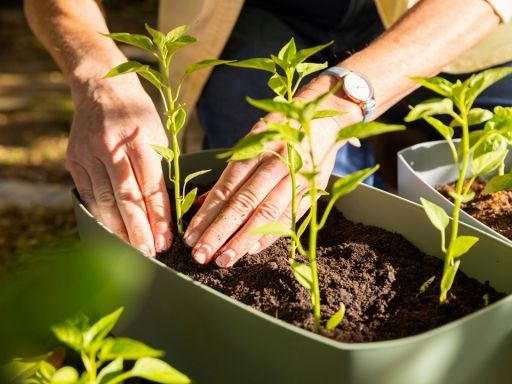 有限会社エコライズ