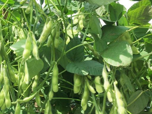 (有)岩崎ファーム