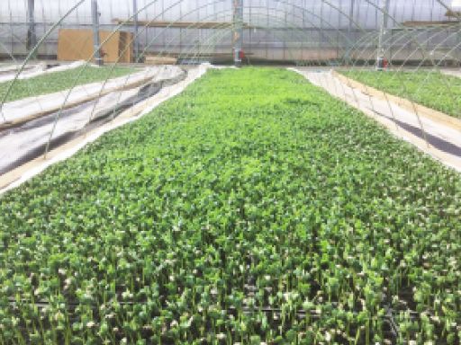 (有)岩崎ファーム